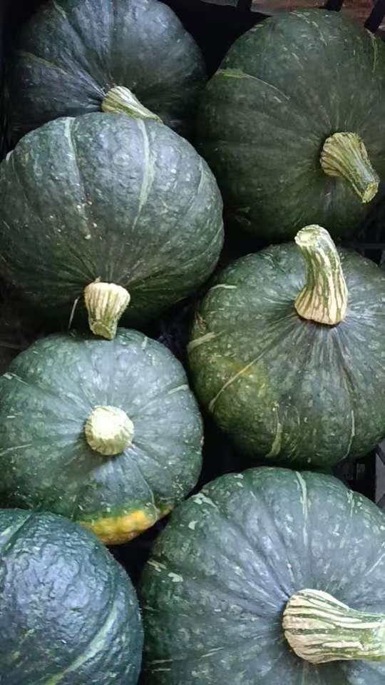 Kabocha Pompoen (板栗南瓜) 1kg